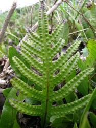 Lecanopteris pustulata. Adaxial surface of fertile frond showing glossy green surface with white hydathodes, prominent veins and bulging sori.
 Image: L.R. Perrie © Te Papa CC BY-NC 3.0 NZ